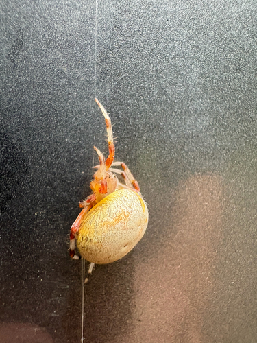 Marbled Orbweaver