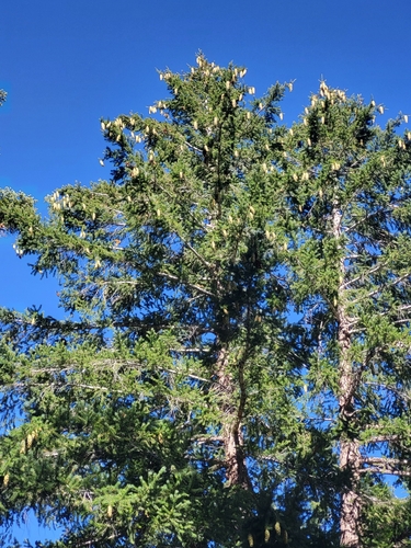 Pseudotsuga macrocarpa, photograph 4