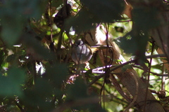Myiothlypis leucoblephara