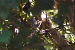 Myiothlypis leucoblephara