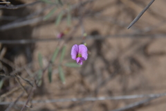 Tephrosia vicioides