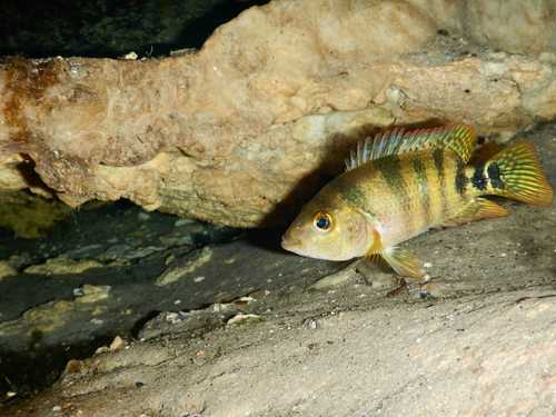 Mayan Cichlid