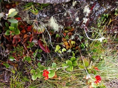 Heliamphora nutans
