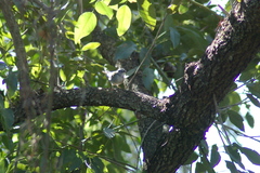 Myiothlypis leucoblephara