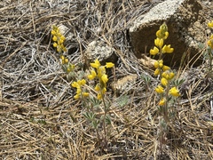 Lupinus citrinus citrinus