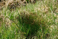 Schoenus ferrugineus