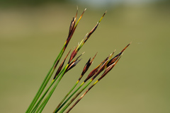Schoenus ferrugineus