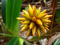 Stegolepis guianensis