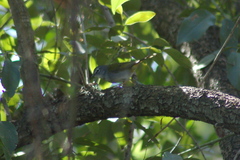 Myiothlypis leucoblephara
