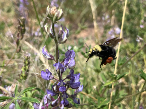 iNaturalist observation photo of Yellow-faced Bumble Bee
