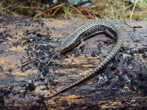Rough-necked Alligator Lizard