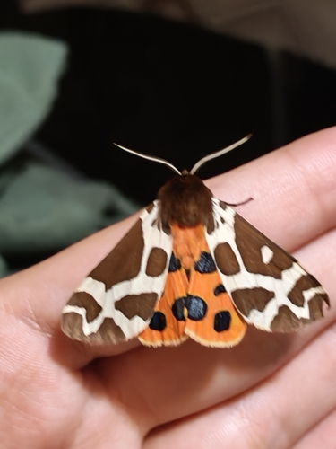 Garden Tiger