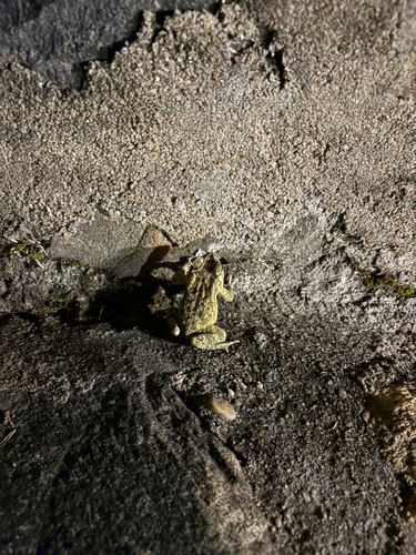 Asian Common Toad