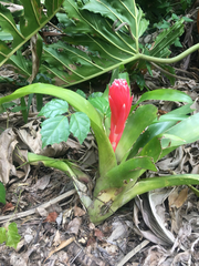 Billbergia pyramidalis