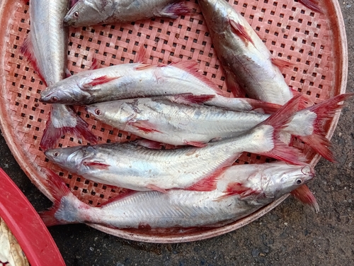Snail-eating Pangasius