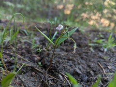 Claytonia lanceolata