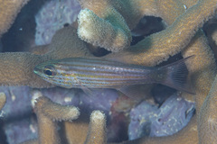 Cheilodipterus artus