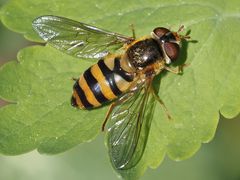 Epistrophe nitidicollis