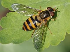 Epistrophe nitidicollis