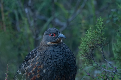 Buff-throated Monal-Partridge