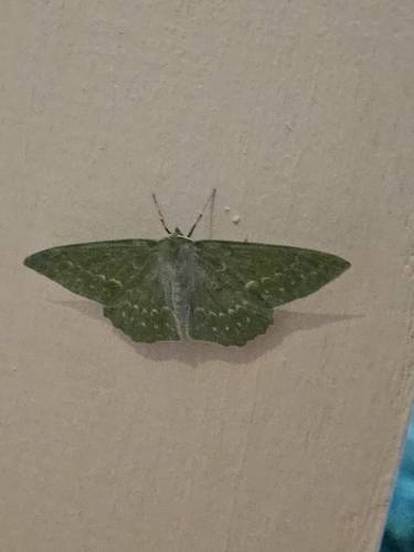 Large Emerald