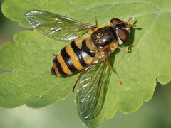 Epistrophe nitidicollis