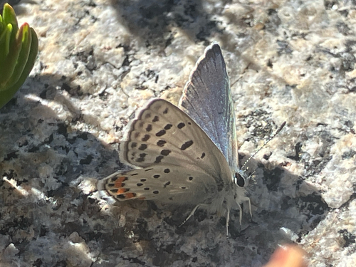 iNaturalist observation photo of Icaricia