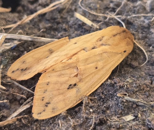 Isabella Tiger Moth