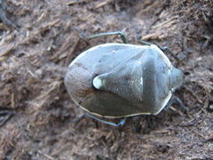 Chlorochroa juniperina