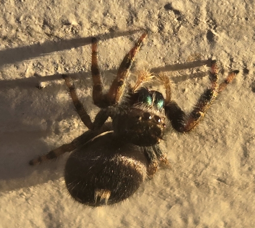 Bold Jumping Spider