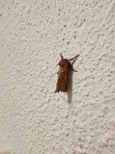 Orange Swift
