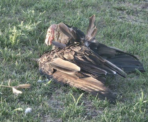 Turkey Vulture