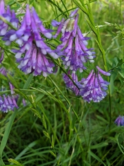 Vicia villosa