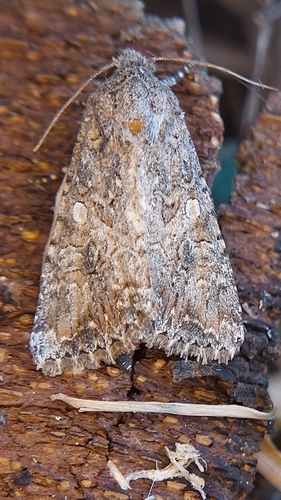 Nutmeg Moth