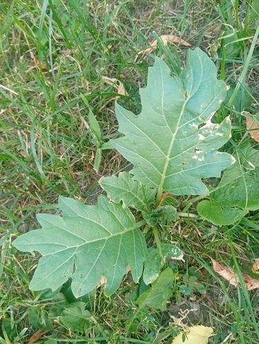 Наблюдение на iNaturalist