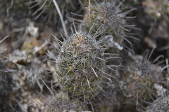 Mammillaria sheldonii