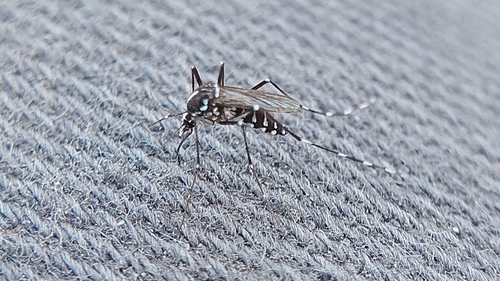Asian Tiger Mosquito