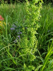Rumex crispus