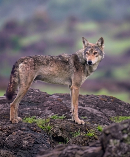 Persian and Indian Wolf