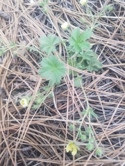 Potentilla subviscosa
