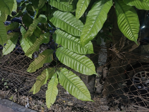 Schleichera oleosa observed 2026-08-17