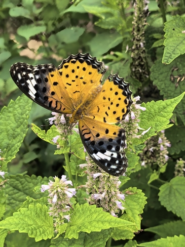 Tropical Fritillary