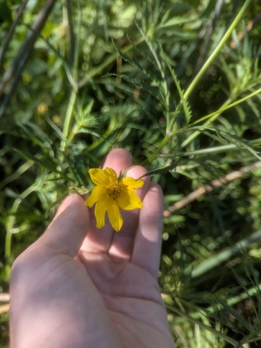 Marsh Tickseed