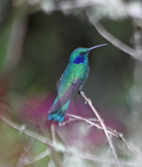 Lesser Violetear photo 5
