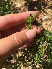 Galium cliftonsmithii