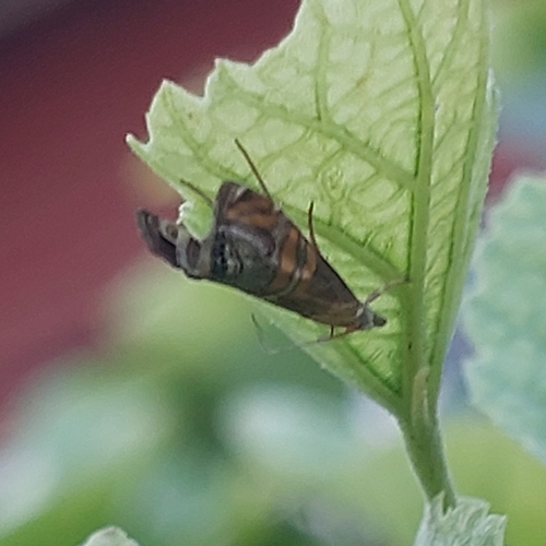 Euchromius bella