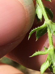 Galium cliftonsmithii