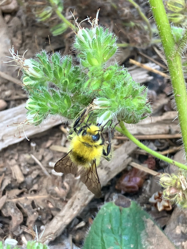 iNaturalist observation photo of Bumble Bees