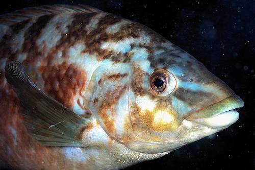Ballan Wrasse, Oban, Mull, SS Hispania, photo 9 of 10