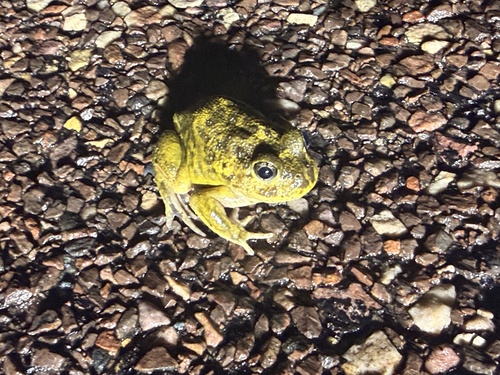 Painted Trilling Frog